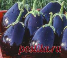 Насіння баклажана ціна | Купити Насіння баклажана поштою оптом Львів | Інтернет магазин насіння Semena.in.ua