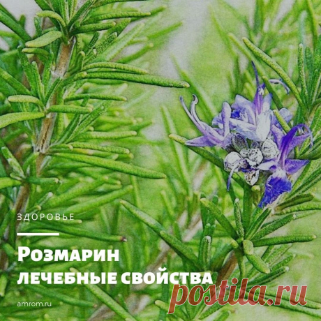 Розмарин лечебные свойства. У розмарина, вечнозеленого кустарника из семейства Губоцветных, несколько названий. Знатоки называют его ладанной травой, дайкой, свадебным цветом или морской росой.
