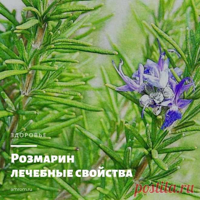 Розмарин лечебные свойства. У розмарина, вечнозеленого кустарника из семейства Губоцветных, несколько названий. Знатоки называют его ладанной травой, дайкой, свадебным цветом или морской росой.