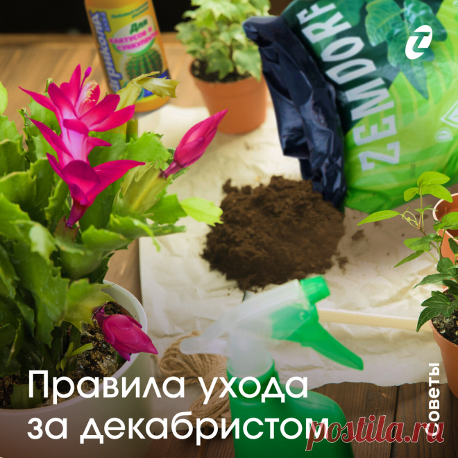 Правила ухода за декабристом | Урожай под защитой | Дзен