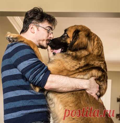 Собаки, которые очень любят человеческие объятия