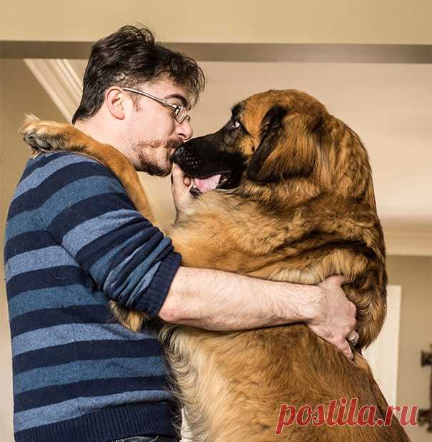 Собаки, которые очень любят человеческие объятия