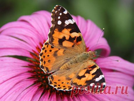 репейница, она же чертополоховка/ Painted lady (Vanessa cardui), космополит. распространена везде, кроме Антарктиды и Южной Америки.