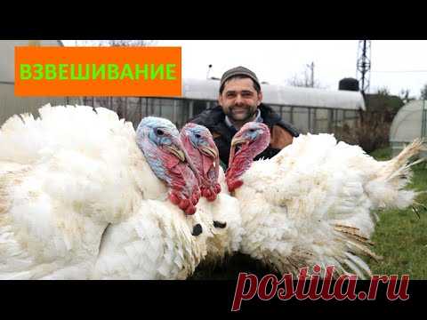 Секреты  выращивания ОГРОМНЫХ индюков (содержание, затраты, кормление и немного философии)