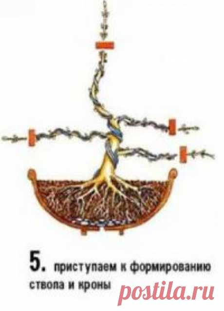 Бонсай из фикуса Бенджамина своими руками Искусство выращивать миниатюрные копии деревьев насчитывает не одно тысячелетие. Из обычного украшательства бонсай стал настоящей философией, ведь добиться успеха в этом деле можно лишь при определенном балансе терпения, усердия и гармонии. Для выращивания бонсай своими руками чаще всего...