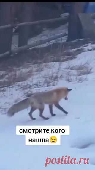 Лиса—это кошачий
софт на собачьем железе 🦊