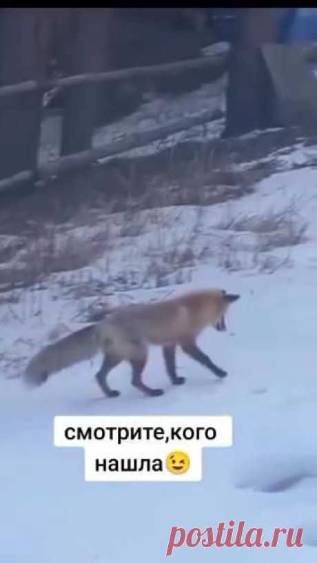 Лиса—это кошачий
софт на собачьем железе 🦊