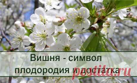 Какие деревья посадить около дома.