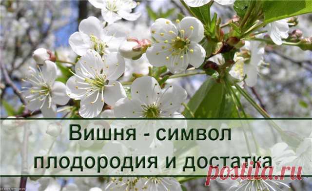 Какие деревья посадить около дома.