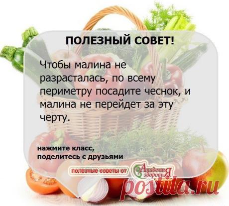 Совет по ограждению малины чесноком