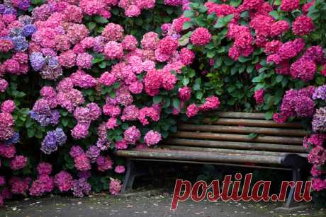 Претензии от гортензии 
Претензии от гортензии
Во второй половине лета в садах начинается цветение гортензий. Они бывают разных видов, но самой эффектной по праву считается гортензия крупнолистная. Часто на одном кусте одно…