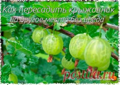 Как пересадить крыжовник на другое место без вреда для него.
У меня на даче была отличная плантация крыжовника. Кустики давали много крупных и сладких ягод. Но нужно было перепланировать участок и крыжовник пришлось пересадить.
Делал я это в 2 захода: осенью и весной. Лучше прижились те кусты, что пересаживал осенью, когда в ветках уже завершилось сокодвижение. При пересадке разделял крупные кустики на 3-4 части - омолаживал растения. 
Разрезы на корневищах присыпал древесной золой, что