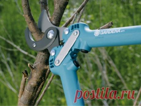 Секатор, сучкорез или садовая пила – что выбрать для ухода за садом?