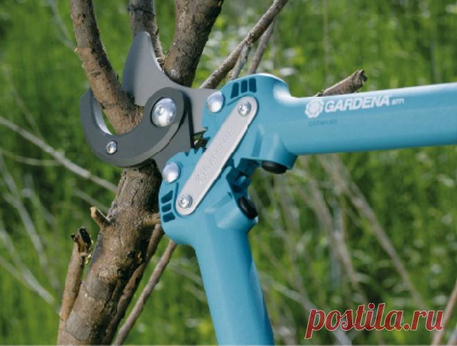Секатор, сучкорез или садовая пила – что выбрать для ухода за садом?