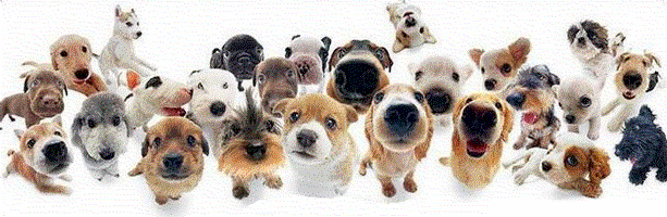 -dogs-gif.