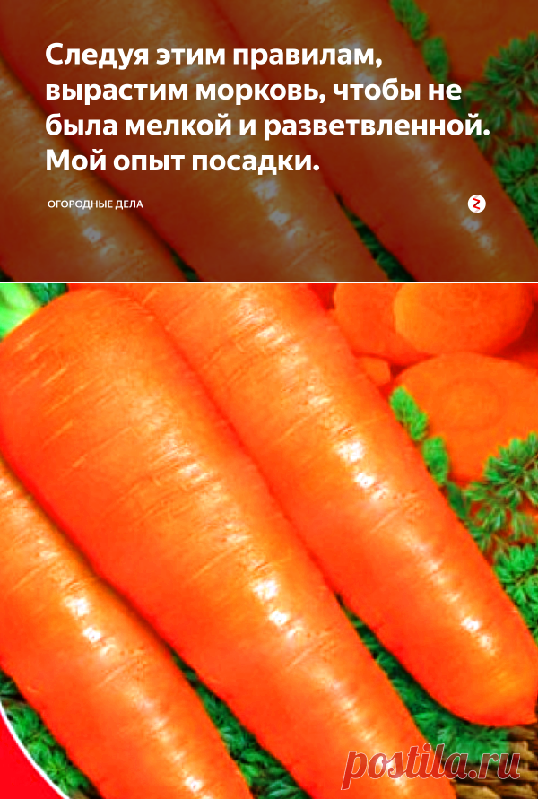 Следуя этим правилам, вырастим морковь, чтобы не была мелкой и разветвленной. Мой опыт посадки. | Огородные дела | Яндекс Дзен