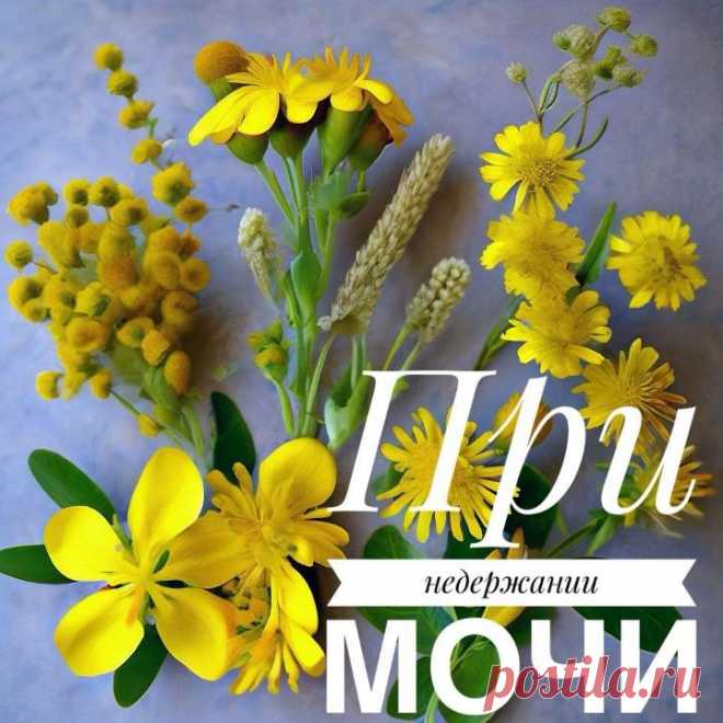 🌿При недержании мочи: Принимать 3—4 раза в день на кончике ножа порошок из семян подорожника.

Настой травы тысячелистника: 1ч.л. мелко изрезанного тысячелистника заварить стаканом крутого кипятка, парить 1 час. Пить
ежедневно по полчашки 2-3 раза в день за час до еды.

Отвар трав зверобоя и золототысячника: 1 ч.л. ложку с верхом смеси этих трав в равной пропорции залить стаканом кипятка.
