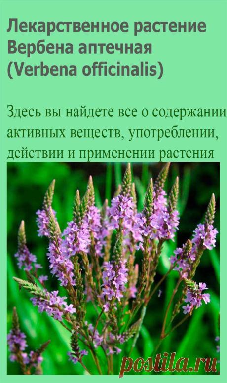 Лекарственное растение Вербена аптечная (Verbena officinalis). Однолетнее растение высотой 30-80 см. Стебель 4-гранный, ветви почти безлистные; внизу одревесневает. Листья супротивные, ланцетные,крупно-городчатые до перисторассеченных, средние тройчаторассеченные с большой конечной лопастью, по краям и жилкам грубоопушенные.