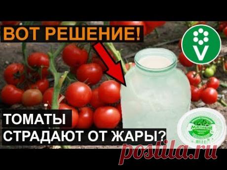 ТОМАТЫ ПЛОХО ПЕРЕНОСЯТ ЖАРУ? СДЕЛАЙТЕ ЭТО И ВСЕ БУДЕТ ХОРОШО!
