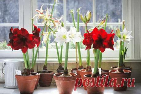 Как правильно поливать гиппеаструм и другие растения из семейства амариллисовых | Комнатные растения | Яндекс Дзен