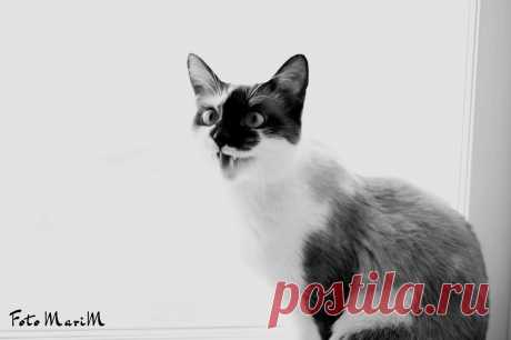 мой котяра