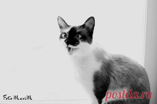 мой котяра