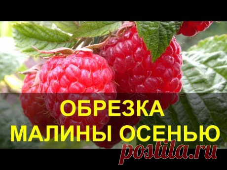 Обрезка Малины Осенью, Когда и как Обрезать Малину.
