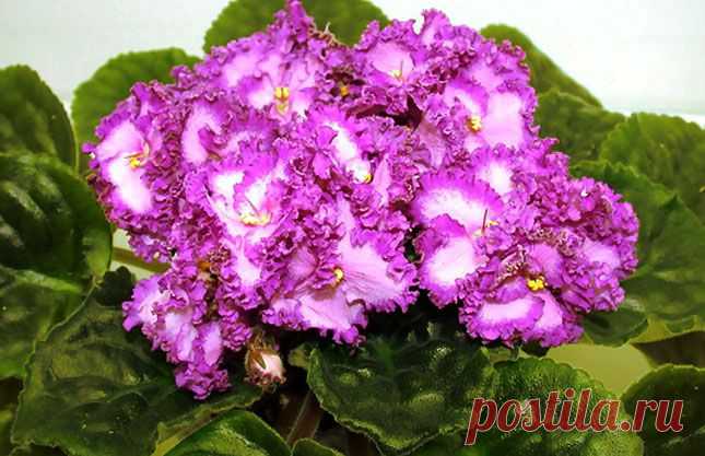 фиалки фото - 358 тыс. картинок. Поиск Mail.Ru
