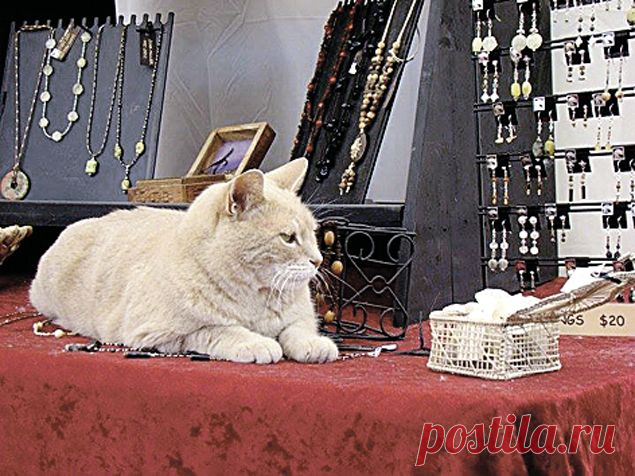 Вкалывают котики, а не человек: коты с официальным местом работы