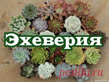 Комнатные растения. Эхеверия ОсвещениеВсе эхеверии светолюбивы, переносят прямой солнечный свет, поэтому им отводят светлые, солнечные места. Подходят для выращивания на южных окнах. На ярком солнце восковой налет становится толще, отчего листья приобретают голубовато-белую или голубовато-серую окраску, а их края и...