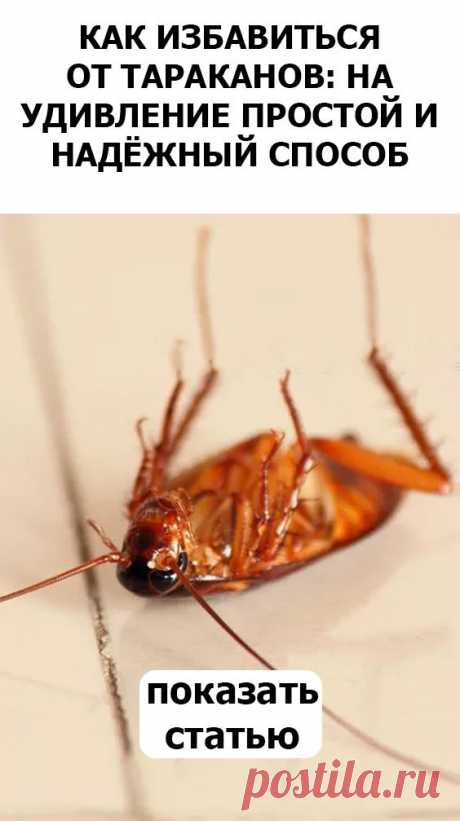 Как избавиться от тараканов: на удивление простой и надежный способ обустройство дачи