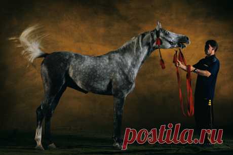 Purebred Arab Stalion Almesdampatch Twelve Years Old Wembley Horses Show 2001 Great Britain Stock Photo | Getty Images