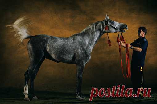 Purebred Arab Stalion Almesdampatch Twelve Years Old Wembley Horses Show 2001 Great Britain Stock Photo | Getty Images