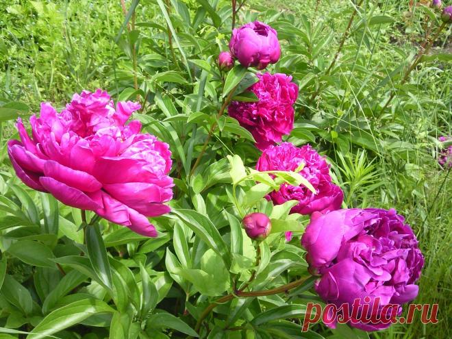 Пионы обожаю