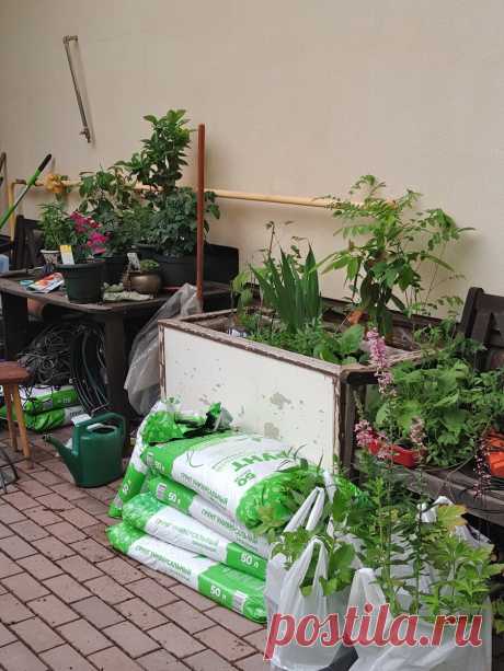 Как я экономлю на посадочном материале многолетников, одновременно стимулируя их рост | Сад Анны Гауэр | Яндекс Дзен