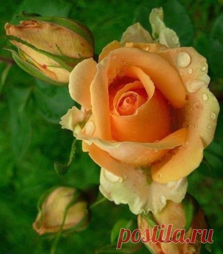 ROSES |