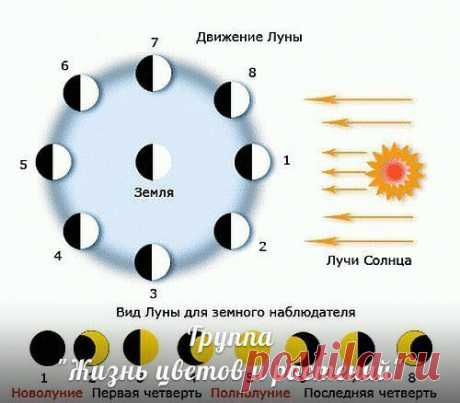 луна в жизни растений