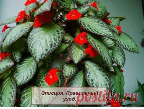 Эписция. Комнатные растения 🌱Эписция. Правильный уход.Род Эписция (Episcia) - это род многолетних травянистых растений с декоративными листьями и яркими красивыми цветками. Эписция, принадлежит к семейству Геснериевые (Gesneriaceae). В природной среде эписции встречаются в тропических лесах Южной Америки.В культуре...