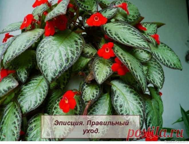 Эписция. Комнатные растения 🌱Эписция. Правильный уход.Род Эписция (Episcia) - это род многолетних травянистых растений с декоративными листьями и яркими красивыми цветками. Эписция, принадлежит к семейству Геснериевые (Gesneriaceae). В природной среде эписции встречаются в тропических лесах Южной Америки.В культуре...