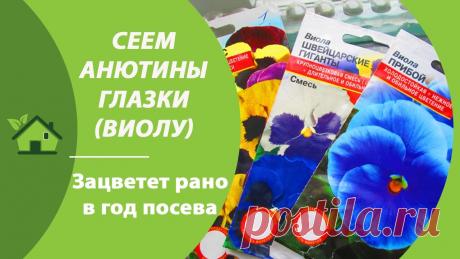 АНЮТИНЫ ГЛАЗКИ (ВИОЛА)// ПОСАДКА СЕМЯН НА РАССАДУ///КОГДА И КАК Пора сеять анютины глазки (виола) на рассаду чтобы они зацвели уже этой весной-летом. Рассказываю когда и как проводить посев семенами виолы, особенности выр...
