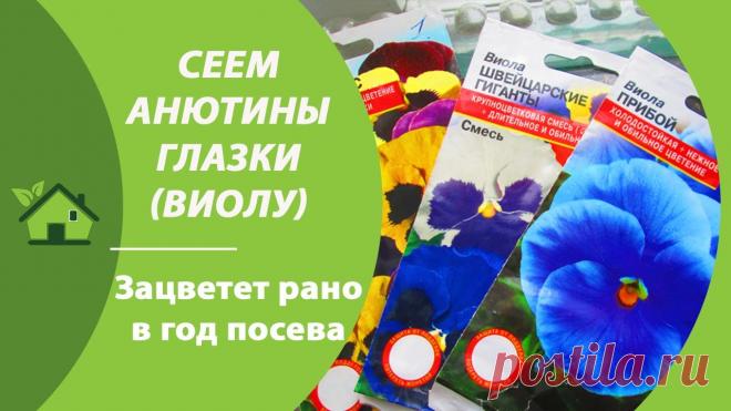 АНЮТИНЫ ГЛАЗКИ (ВИОЛА)// ПОСАДКА СЕМЯН НА РАССАДУ///КОГДА И КАК Пора сеять анютины глазки (виола) на рассаду чтобы они зацвели уже этой весной-летом. Рассказываю когда и как проводить посев семенами виолы, особенности выр...