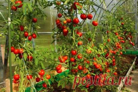 5 способов подвязки помидоров | Томаты (Огород.ru)