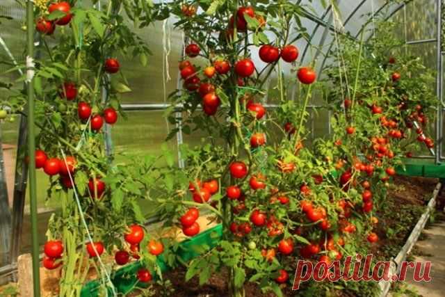 5 способов подвязки помидоров | Томаты (Огород.ru)