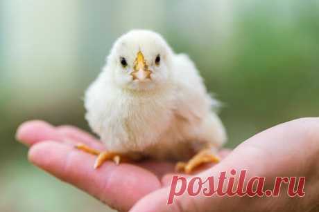 Петушок или курочка?