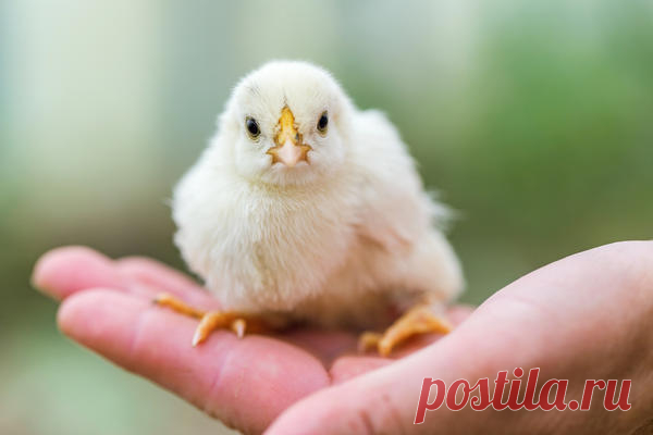 Петушок или курочка?