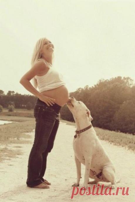 Эти собаки тоже с нетерпением ждут пополнения в семье. Невероятно трогательные снимки | Все о наших питомцах