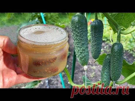 Я обалдел! Жалею, почему я раньше так не делал! Огурцов нарастает немерено после этого!