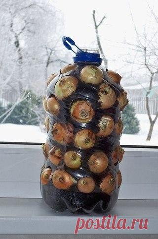 А вы выращиваете лук на подоконнике? Идея