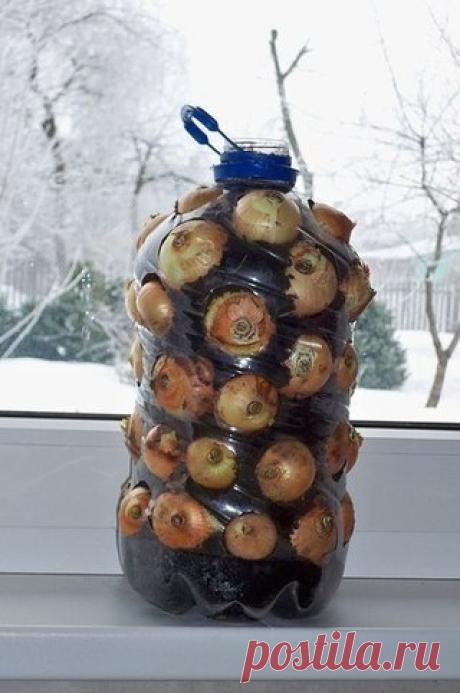 А вы выращиваете лук на подоконнике? Идея