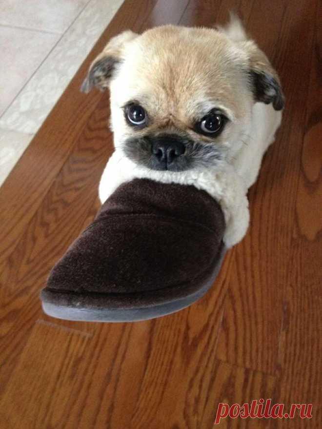 Смешные и забавные собаки